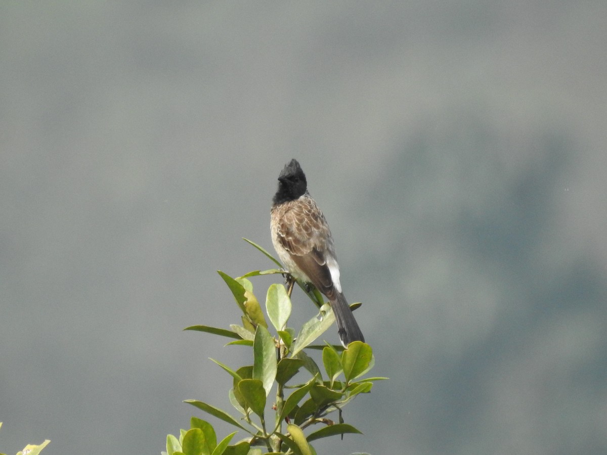 bulbul šupinkový - ML646816049