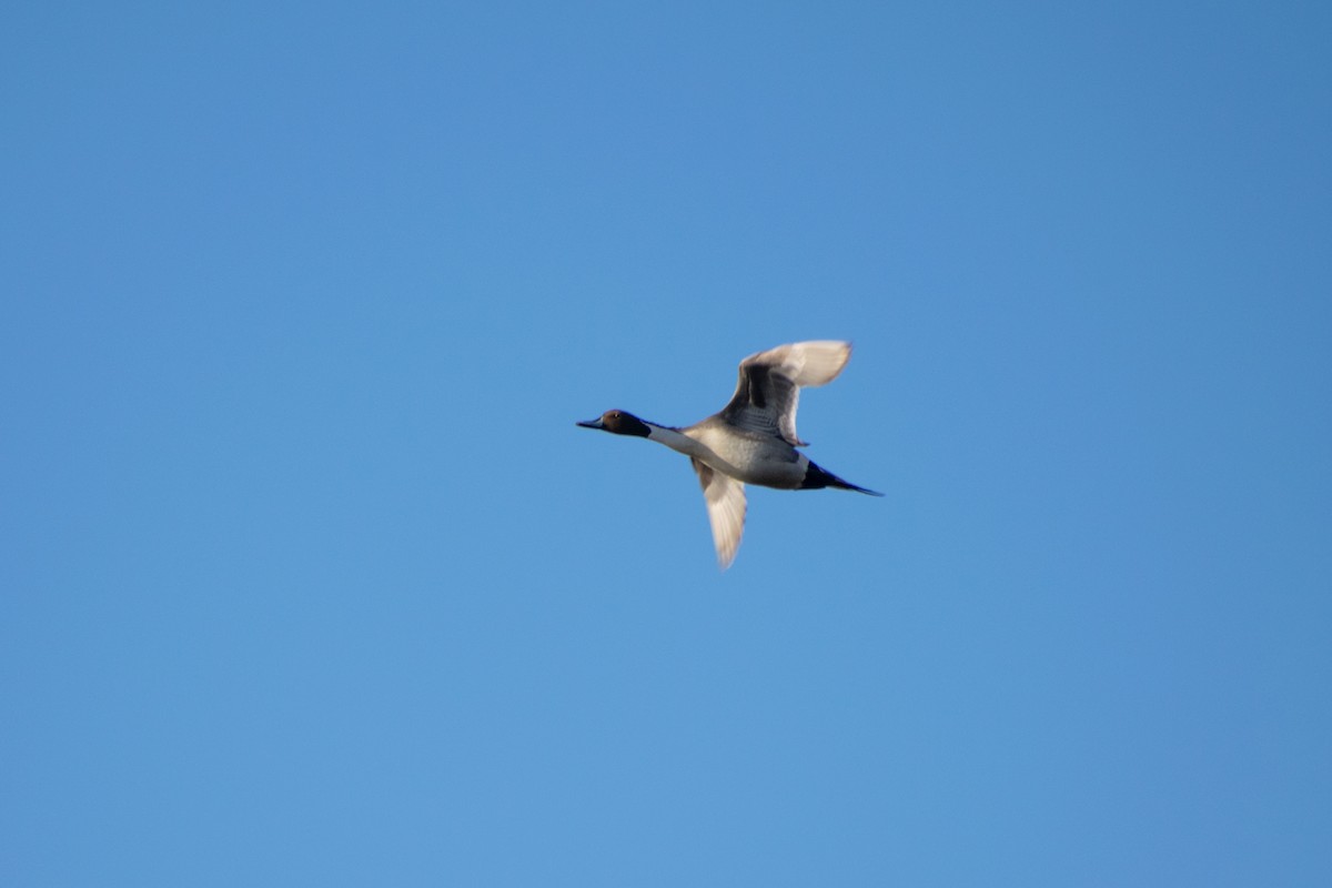 Northern Pintail - ML646816051