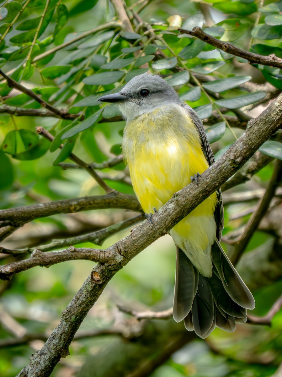 Tropikal Tiran - ML646816053