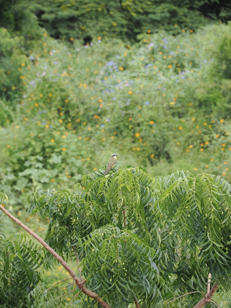 Bienteveo Sociable - ML646816054