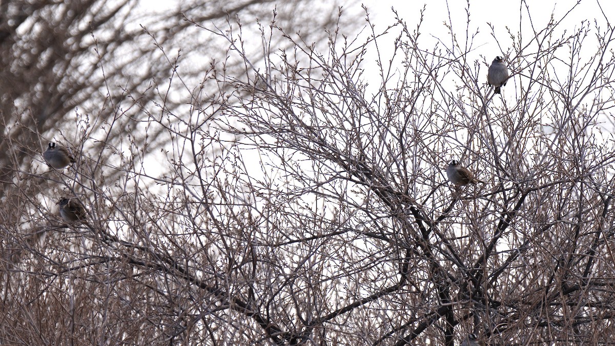 strnadec bělopásý - ML646816057