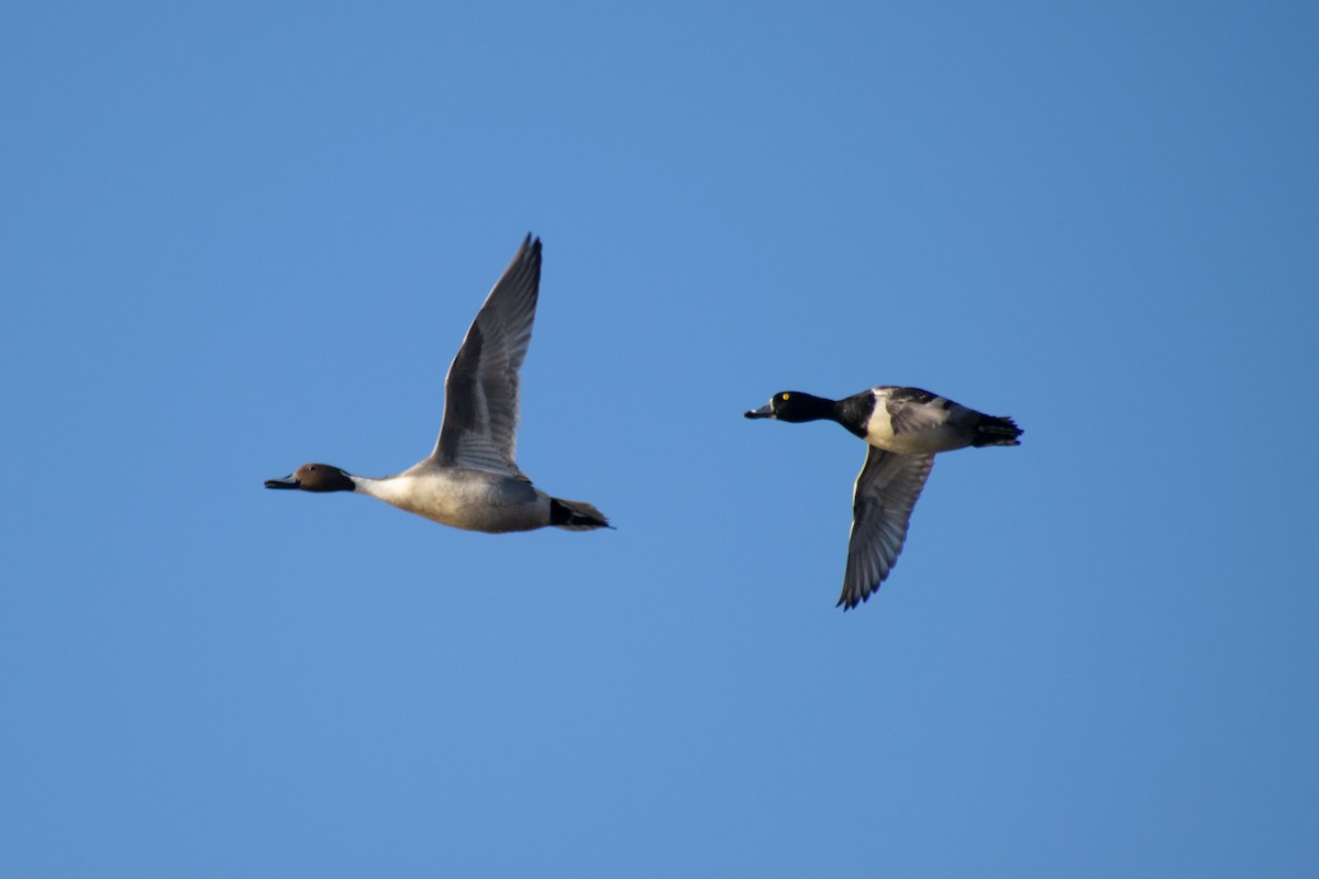 Ring-necked Duck - ML646816058
