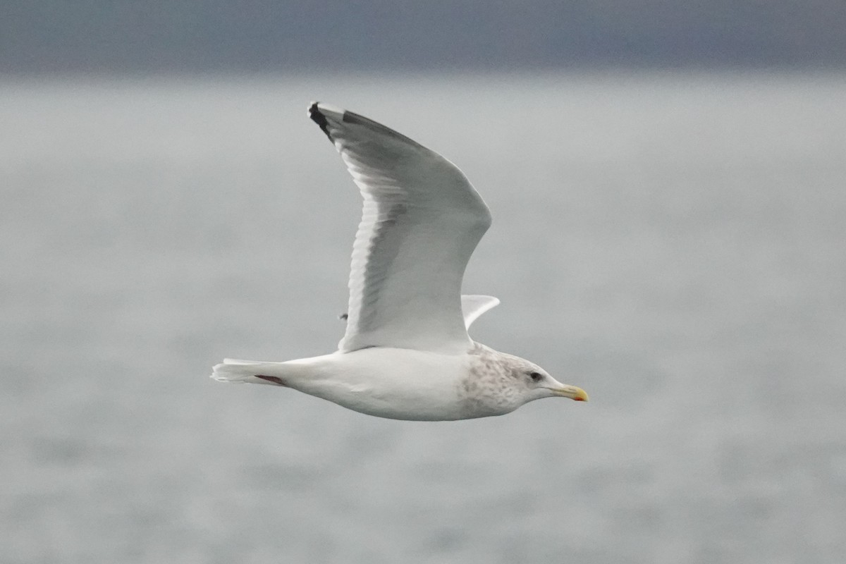 American Herring x Glaucous-winged Gull (hybrid) - ML646816061
