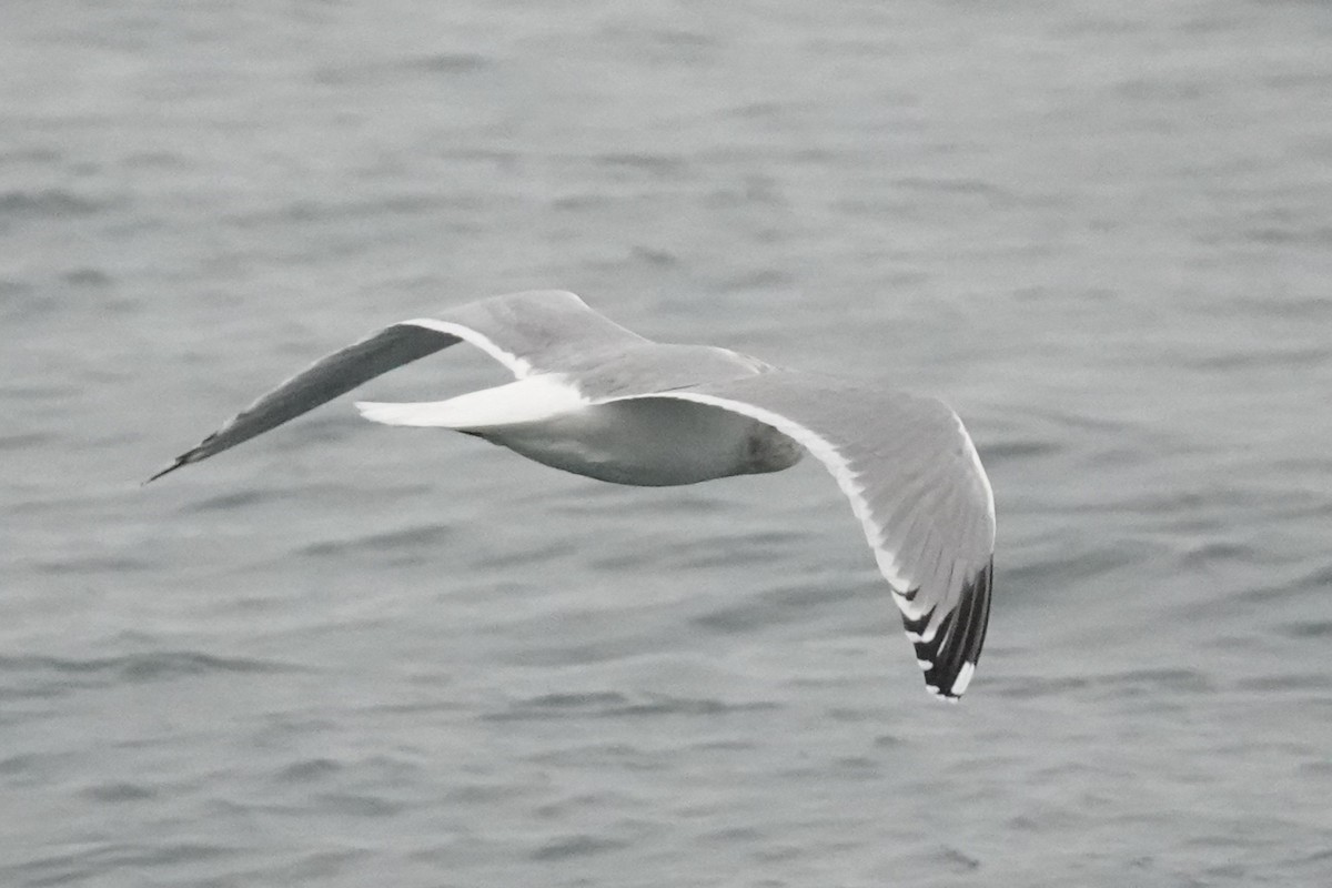 American Herring x Glaucous-winged Gull (hybrid) - ML646816062