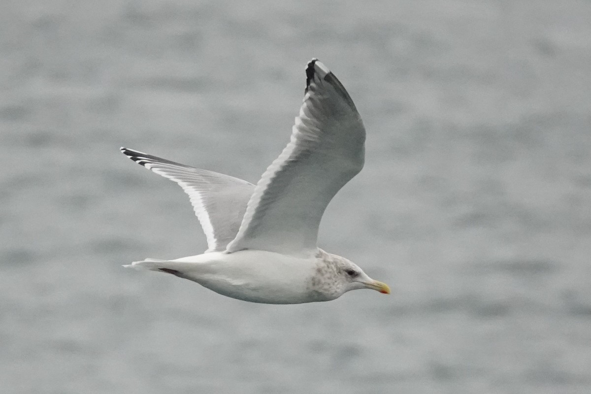 American Herring x Glaucous-winged Gull (hybrid) - ML646816063