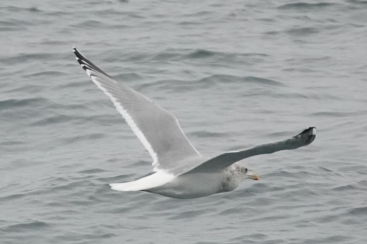 American Herring x Glaucous-winged Gull (hybrid) - ML646816064