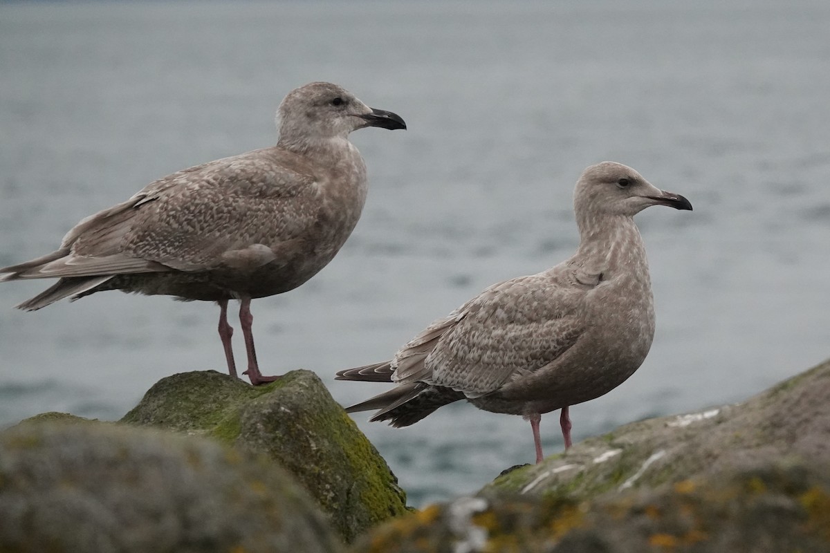 American Herring x Glaucous-winged Gull (hybrid) - ML646816065