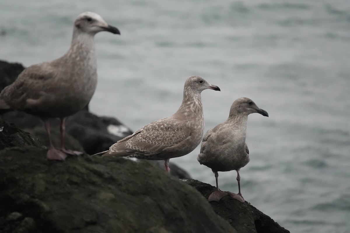 American Herring x Glaucous-winged Gull (hybrid) - ML646816066