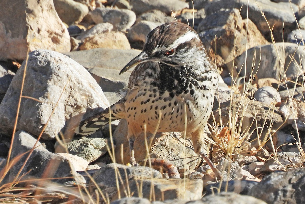 Cactus Wren - ML646816068