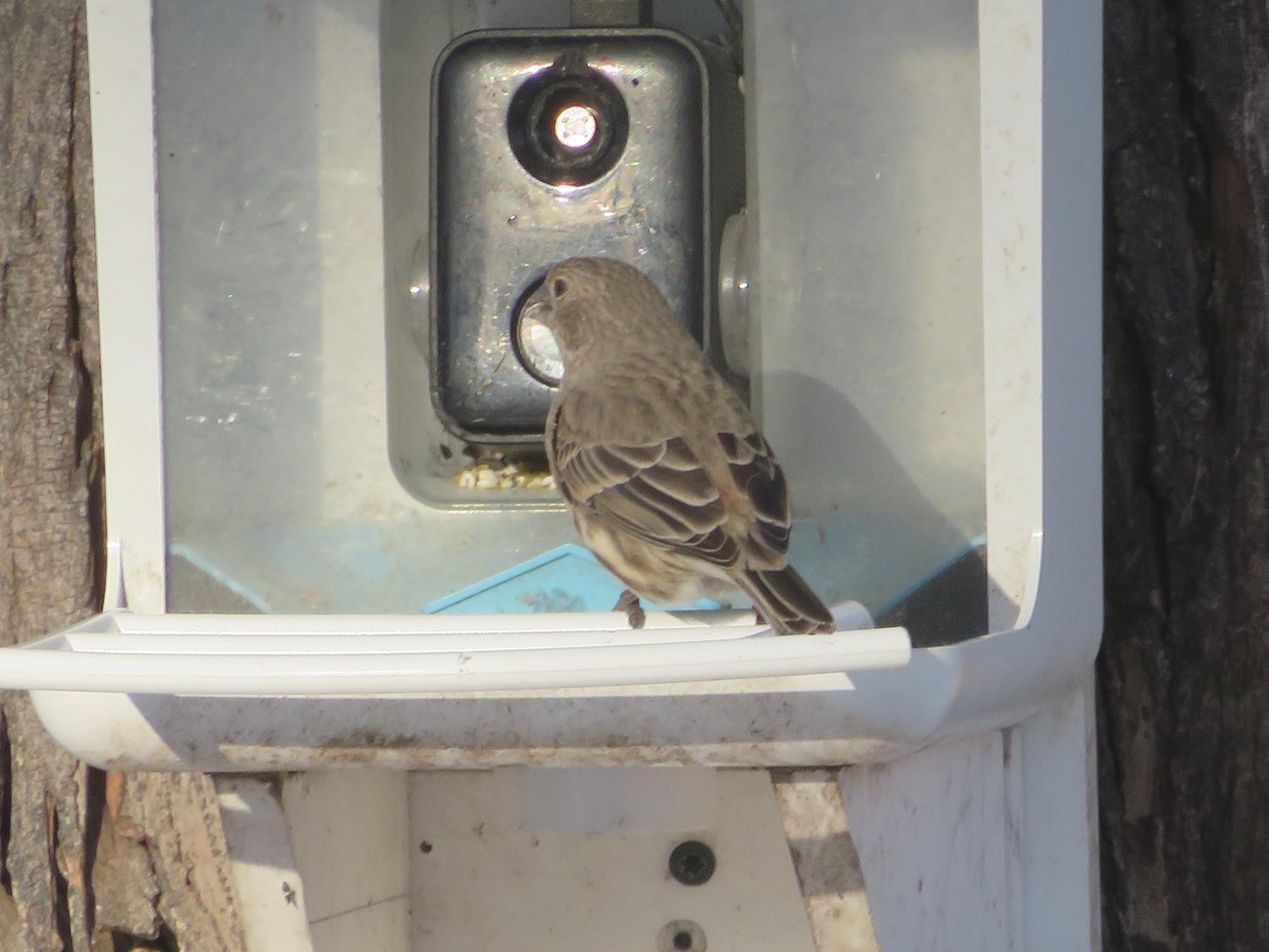 Чечевиця садова - ML646816069