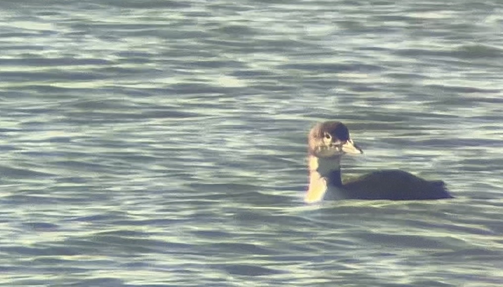 Common Loon - ML646816074