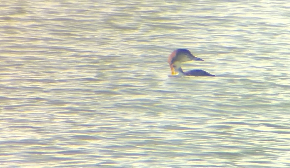 Common Loon - ML646816075