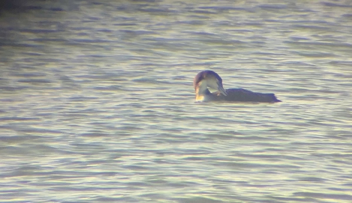 Common Loon - ML646816076