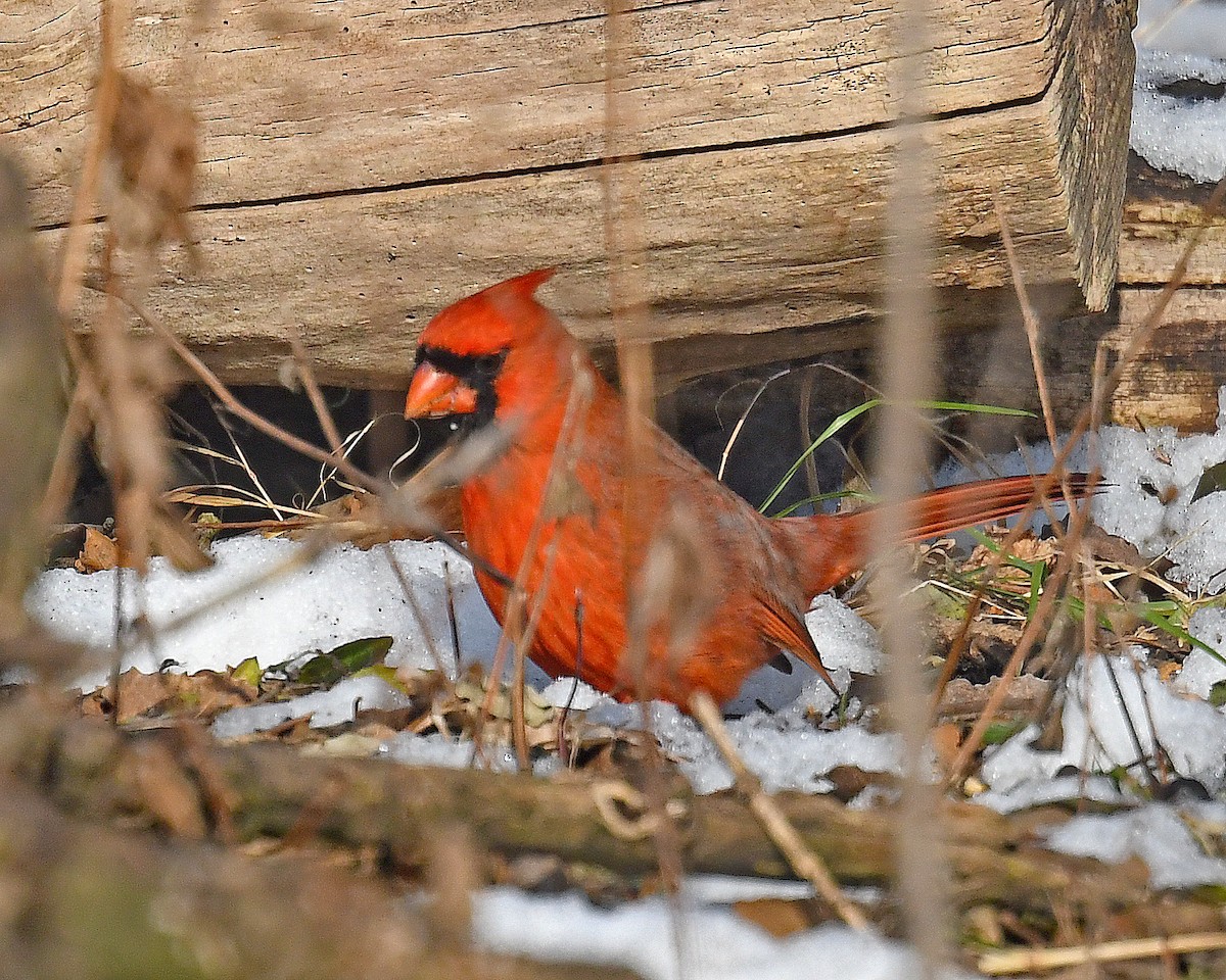 kardinál červený - ML646816077