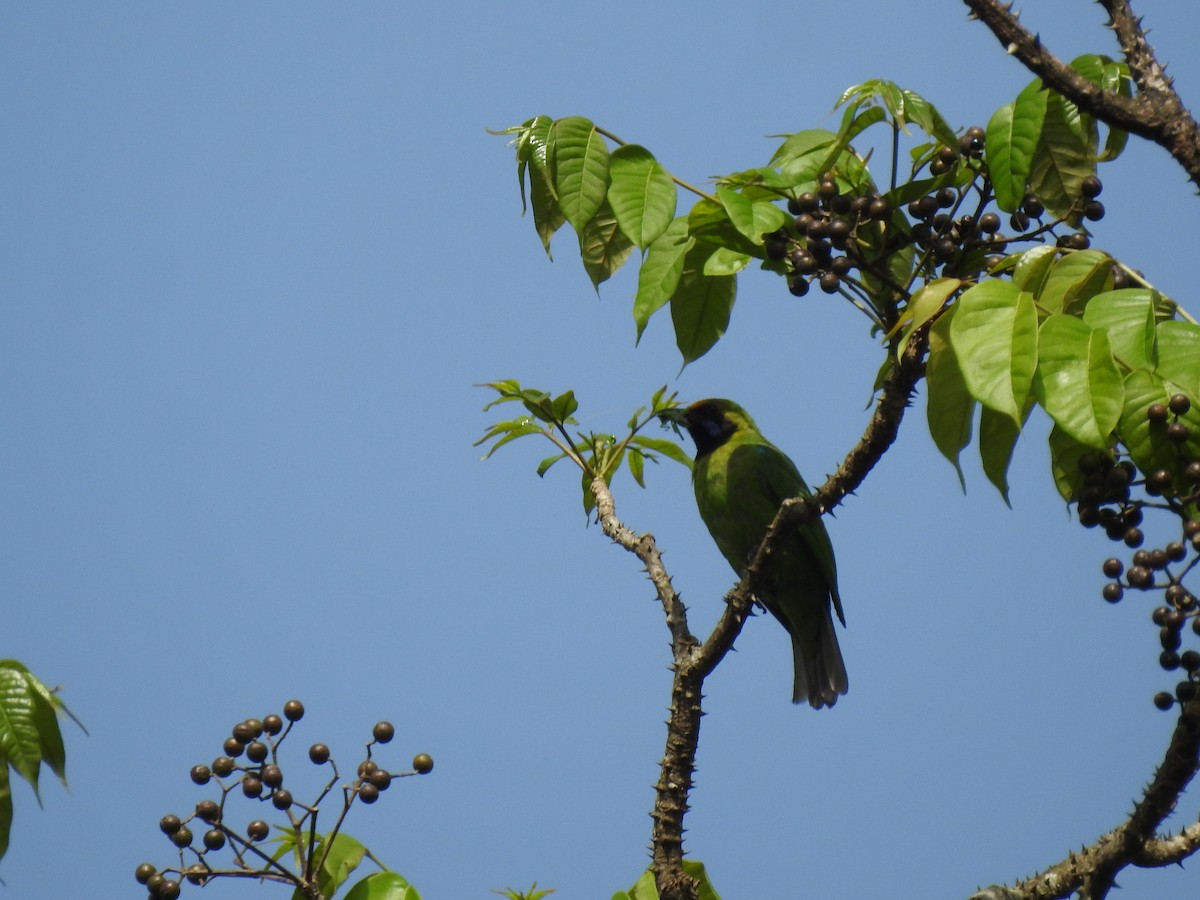 sýkavka sp. - ML646816079