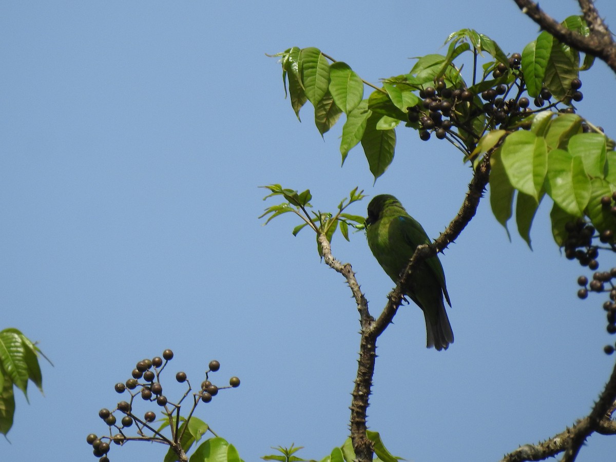 sýkavka sp. - ML646816080