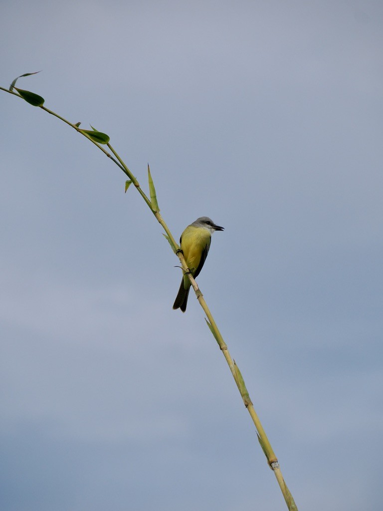 Tropical Kingbird - ML646816081