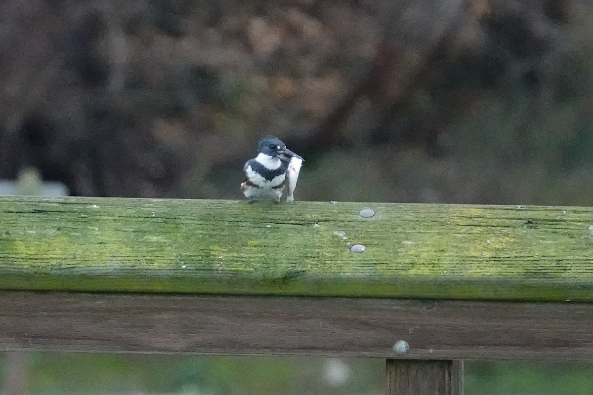 Рибалочка-чубань північний - ML646816082