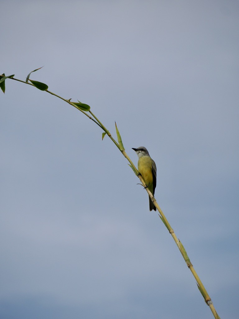 Tropical Kingbird - ML646816084