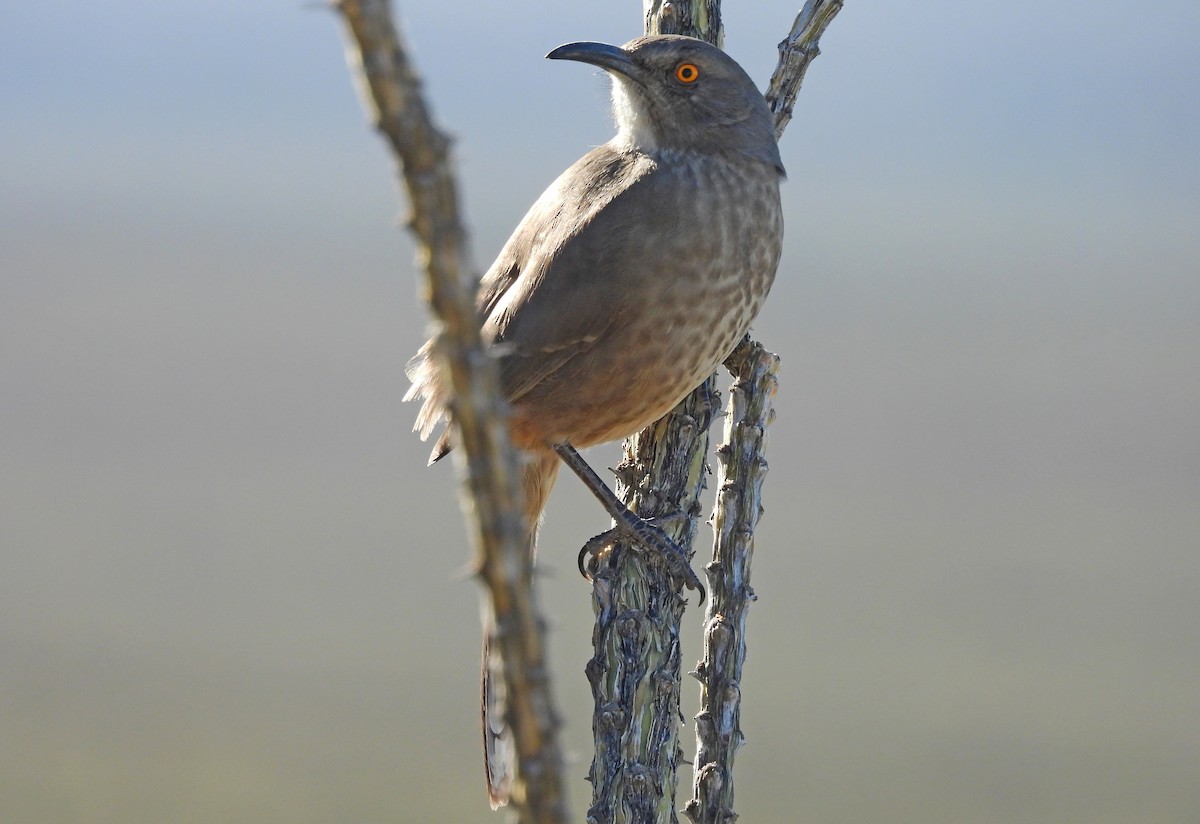 マルハシツグミモドキ - ML646816086