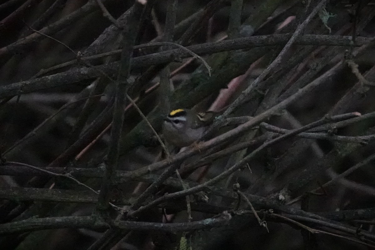 Золотомушка світлоброва - ML646816088