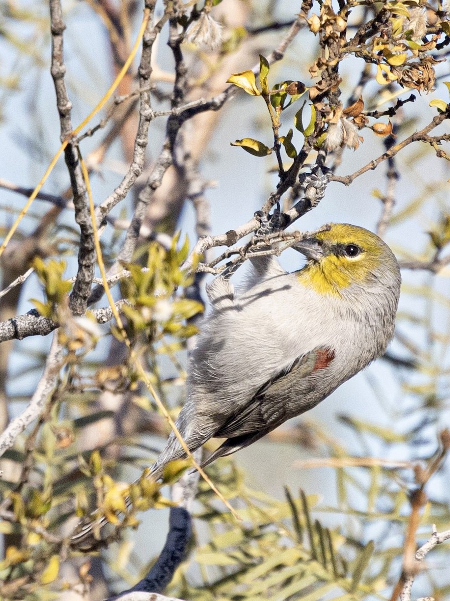 Altın Başlı Çulhakuşu - ML646816092