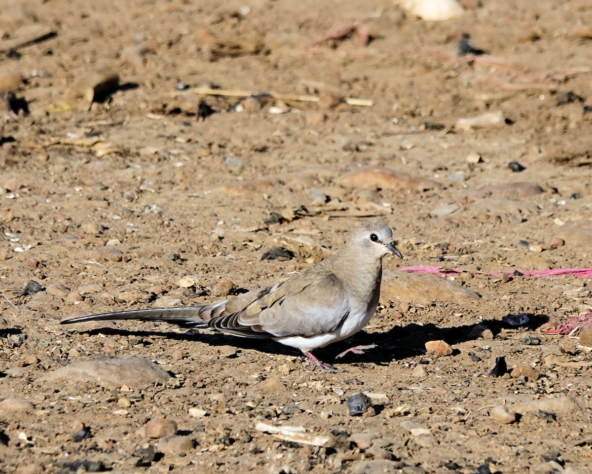 Tortora mascherata - ML646816094