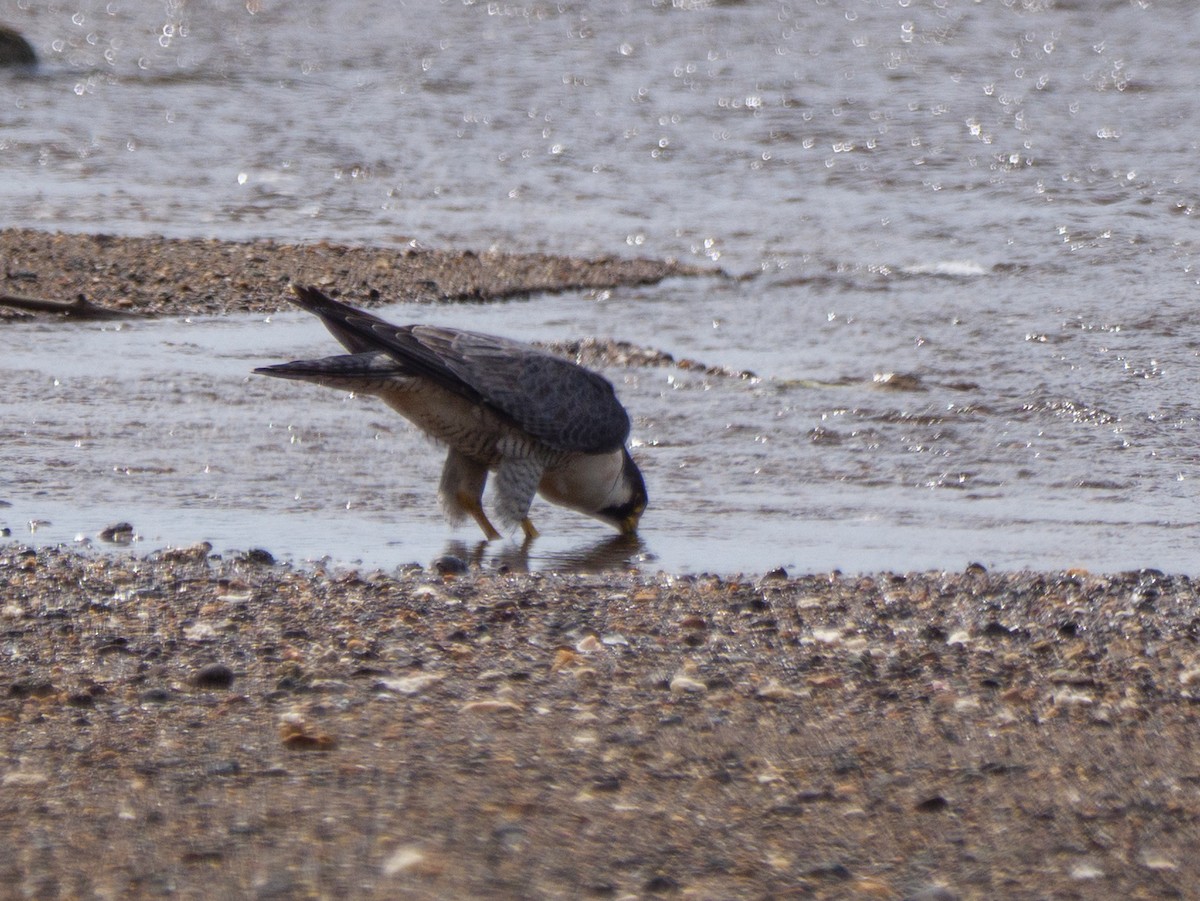 vandrefalk - ML646816101