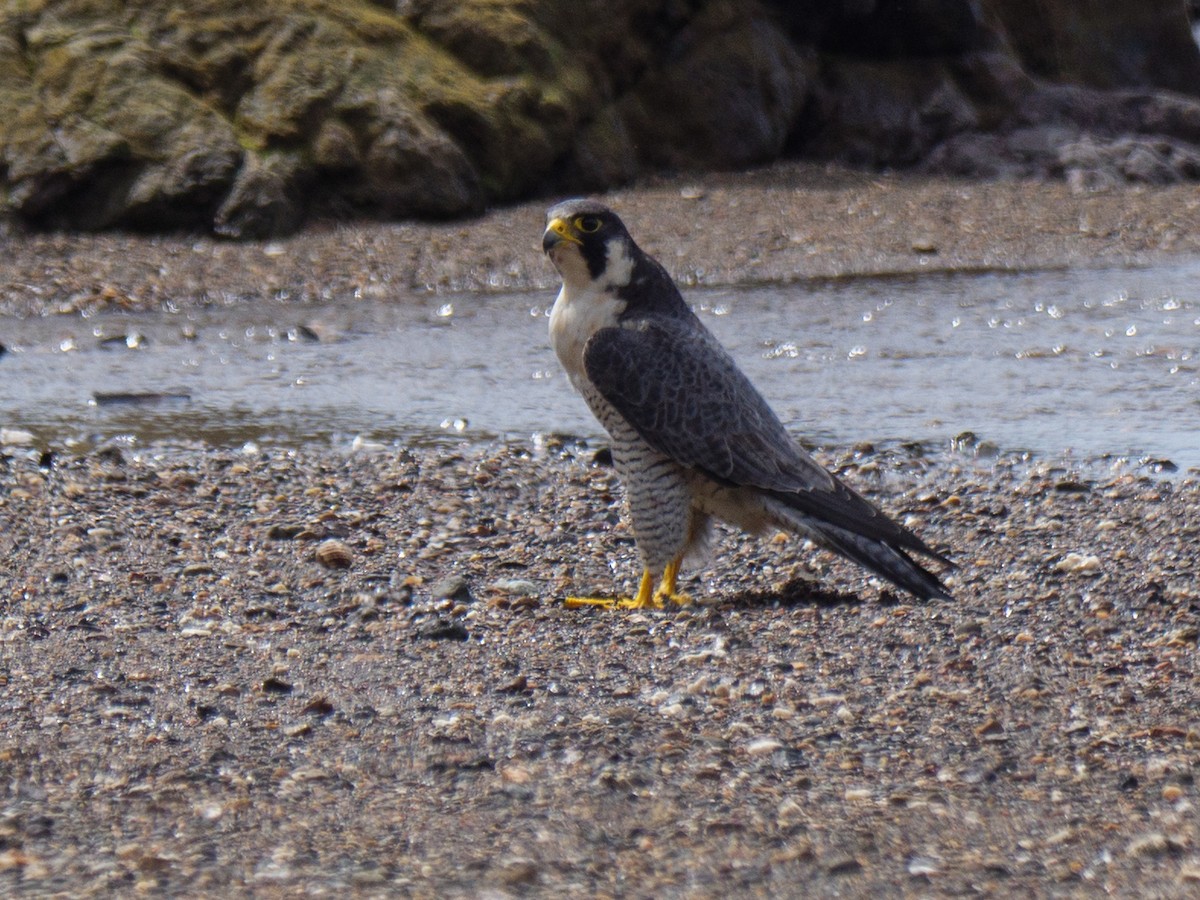 vandrefalk - ML646816102