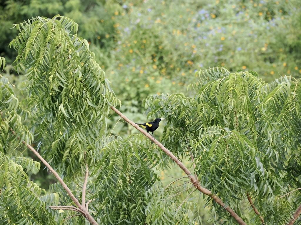 Yellow-winged Cacique - ML646816104