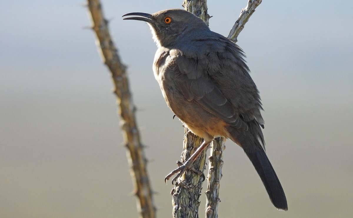 マルハシツグミモドキ - ML646816105