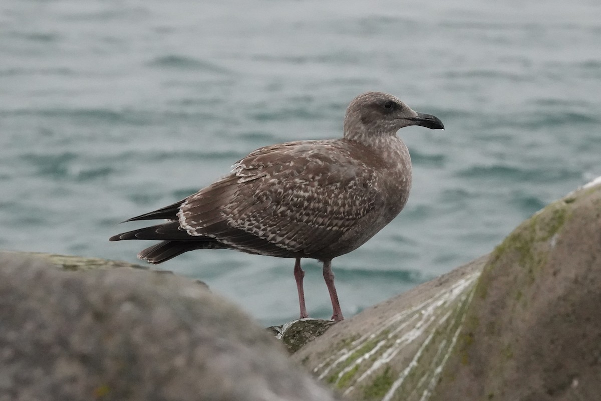 Мартин західний - ML646816106