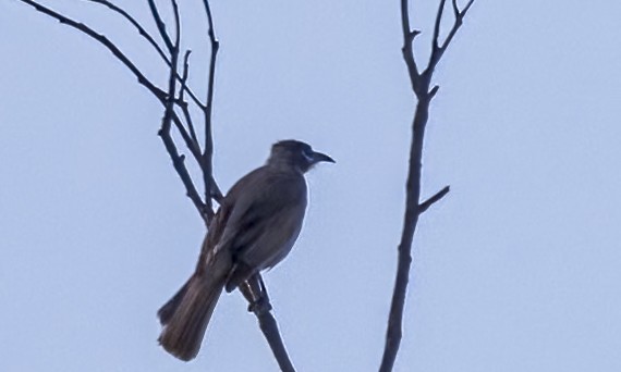 Little Friarbird - ML646816107