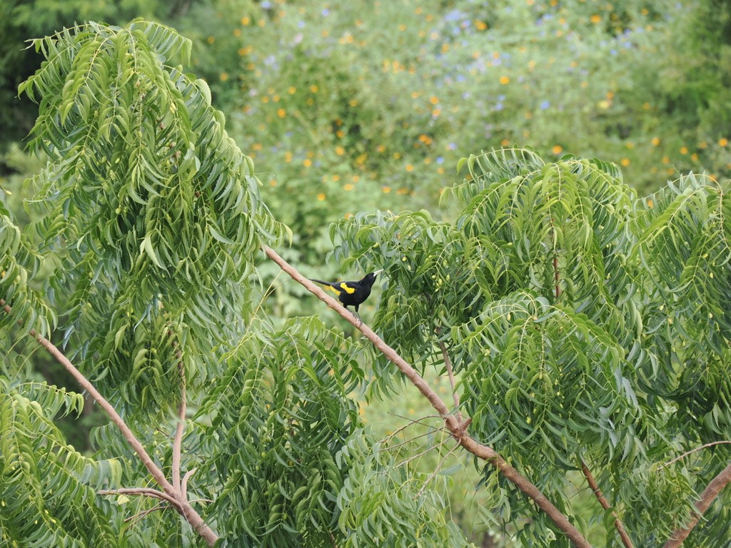 Yellow-winged Cacique - ML646816108