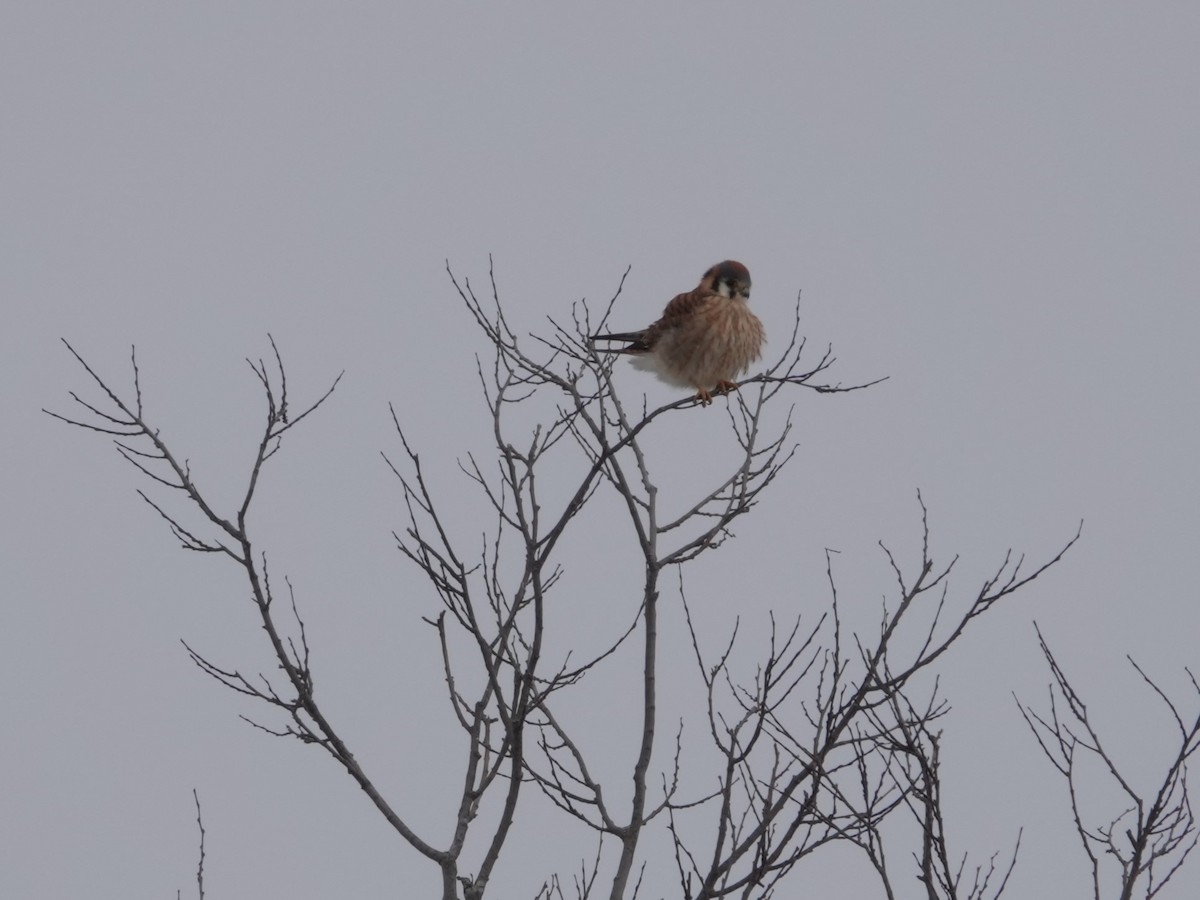 American Kestrel - ML646816110