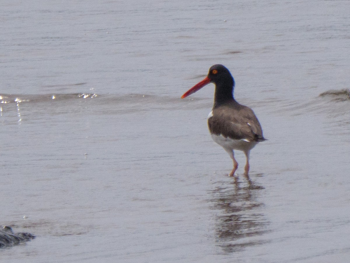 amerikatjeld - ML646816111