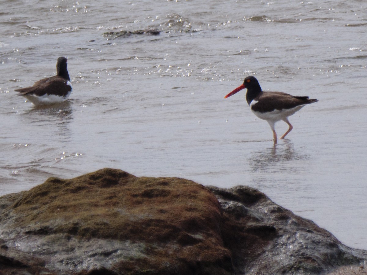 amerikatjeld - ML646816112