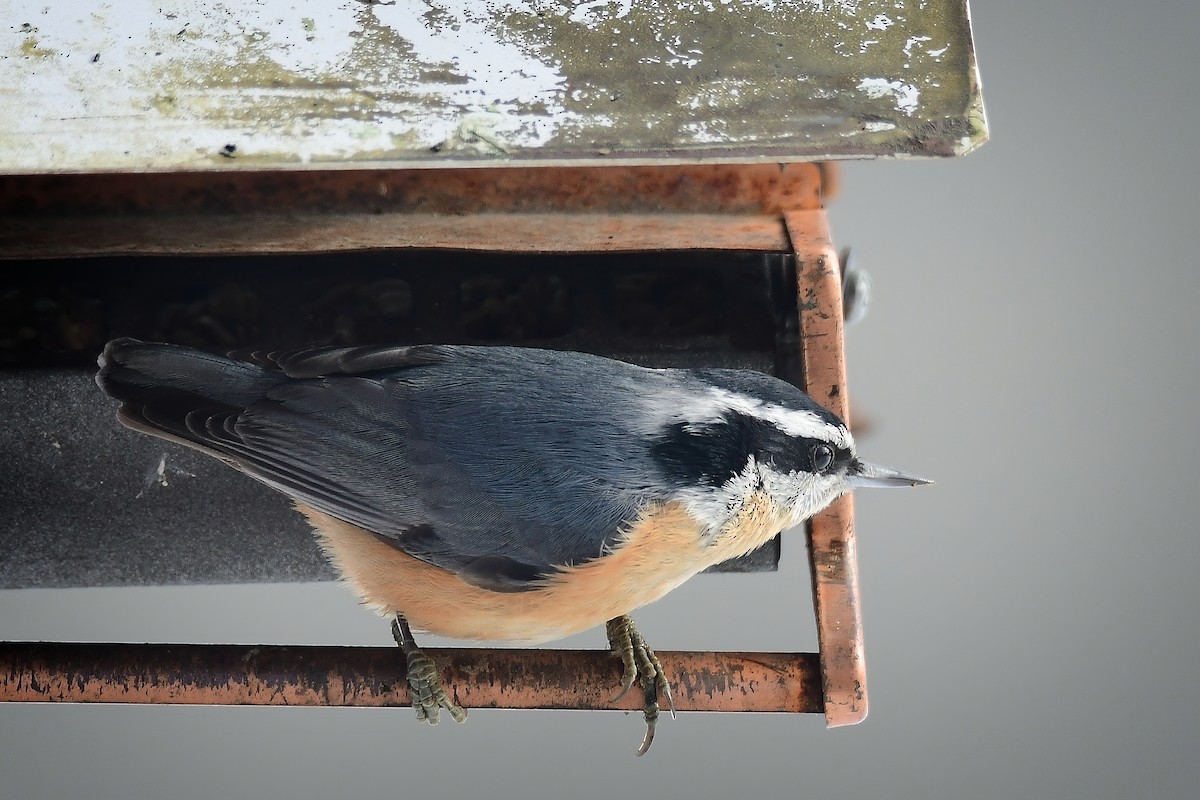 brhlík americký - ML646816114