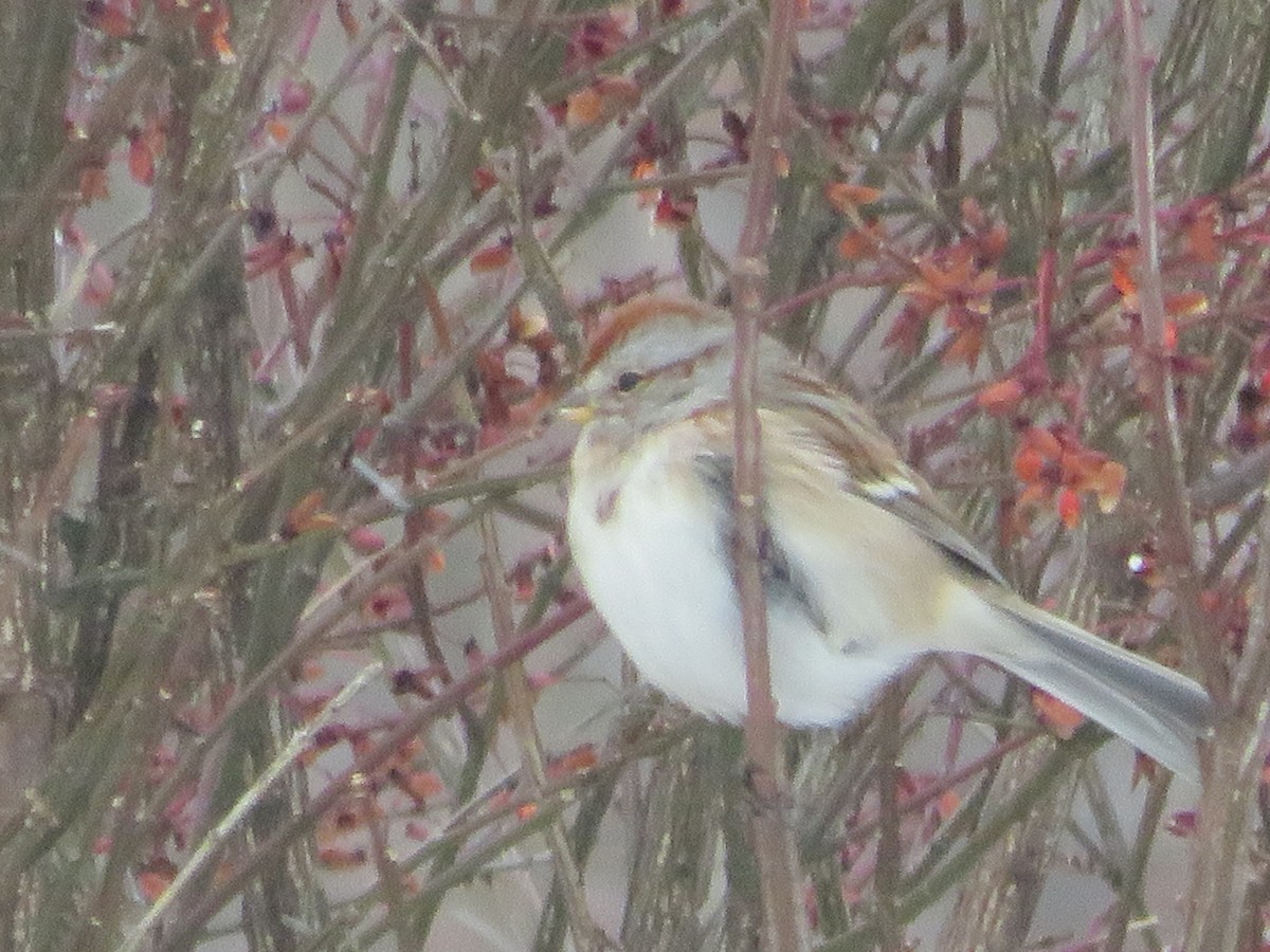 Пасовник північний - ML646816115