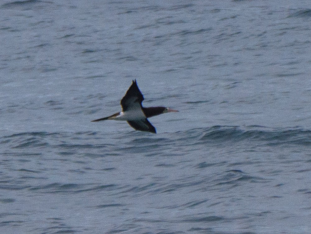 blekhodesule - ML646816116