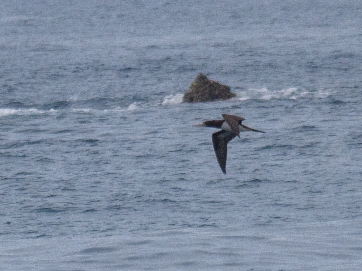 blekhodesule - ML646816117