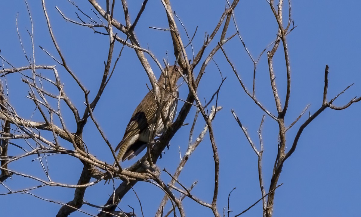 Australasian Figbird - ML646816120
