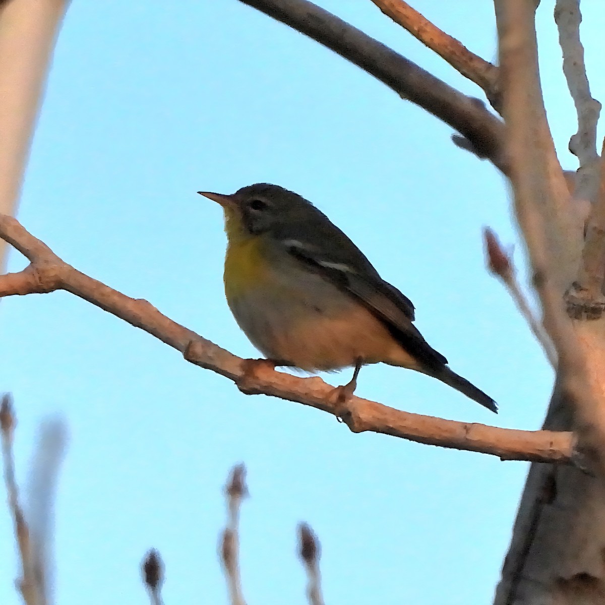 stryparula - ML646816123