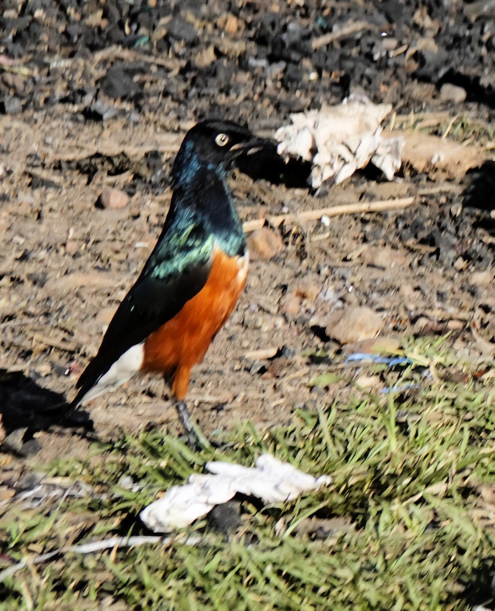 Superb Starling - ML646816125