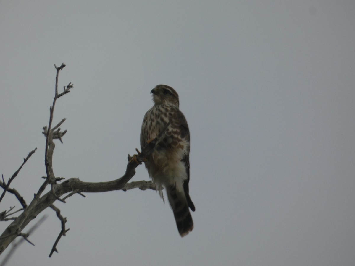 Merlin - ML646816127