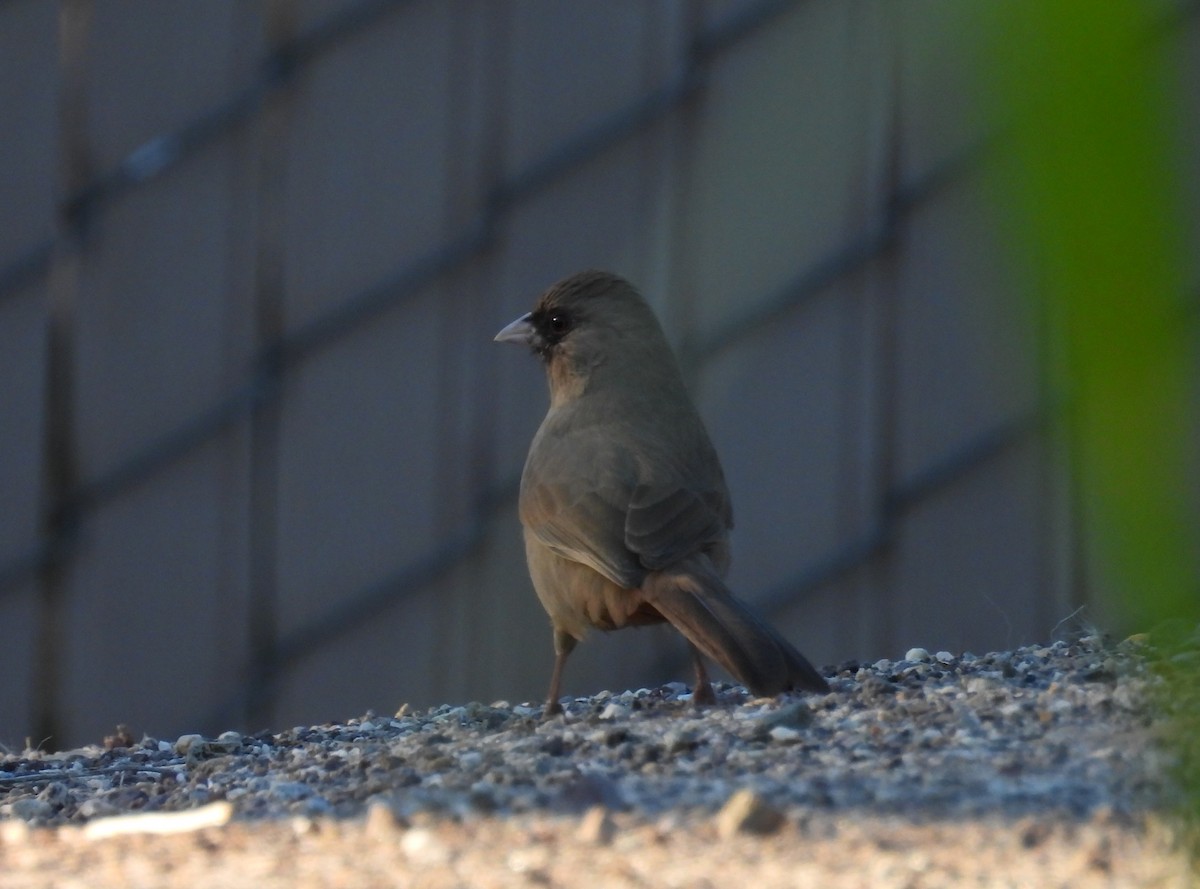 メグロトウヒチョウ - ML646816130