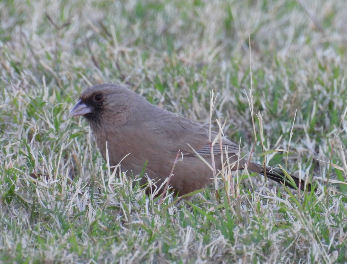 メグロトウヒチョウ - ML646816131