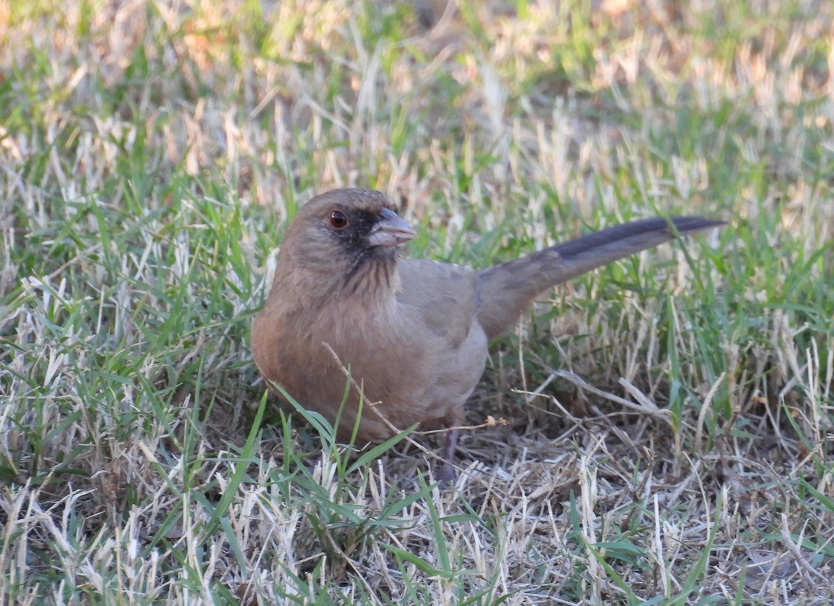 メグロトウヒチョウ - ML646816132