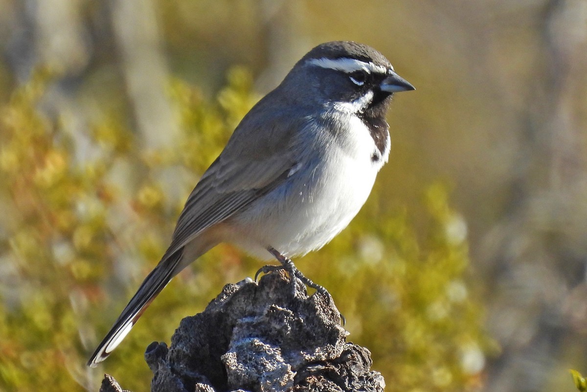 Black-throated Sparrow - ML646816133