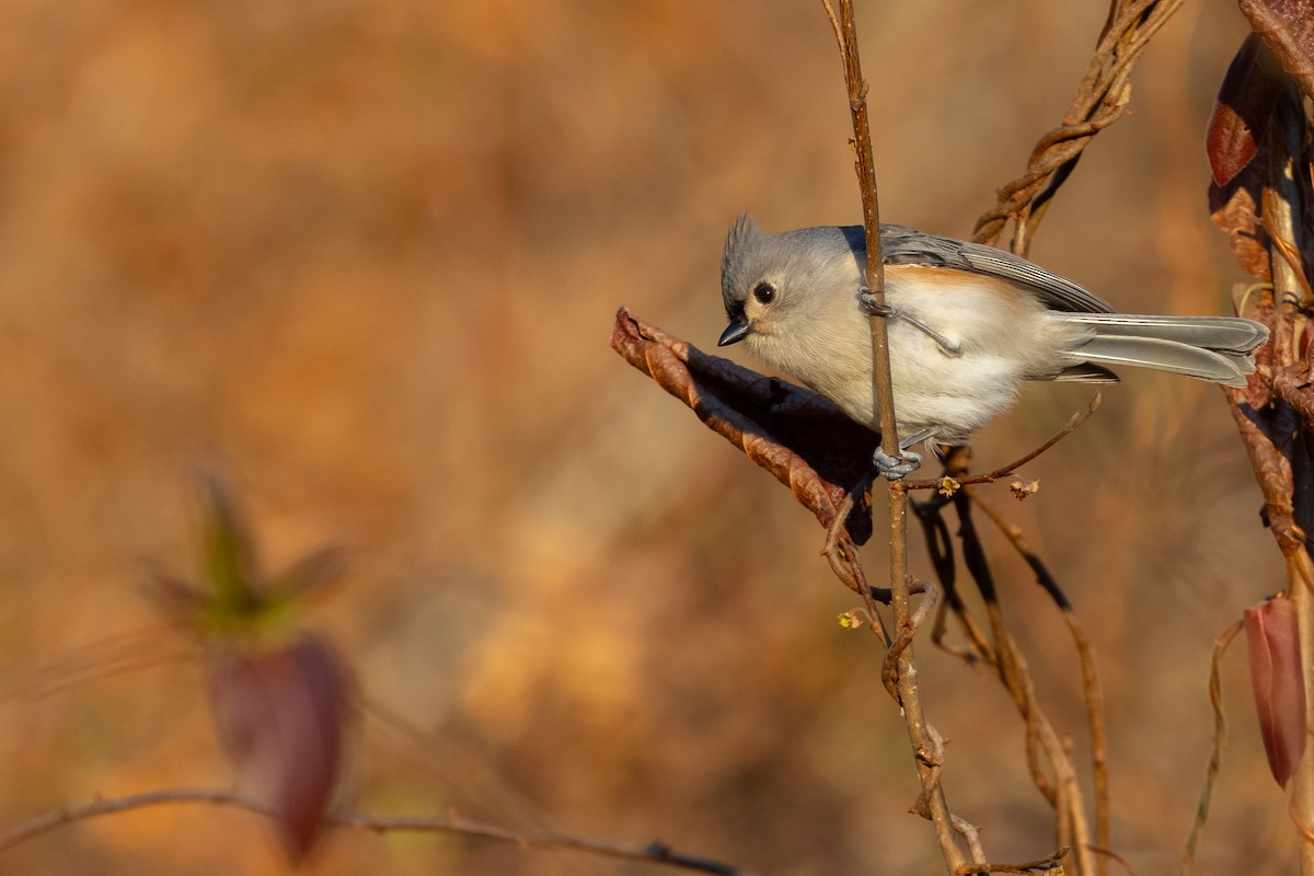 Tufted Titmouse - ML646816136